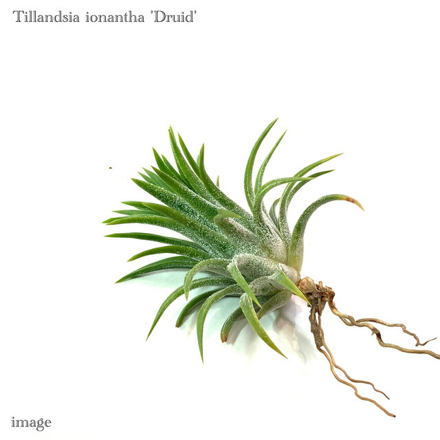 楽天市場】チランジア イオナンタ 'グアテマラ' L size (エアー