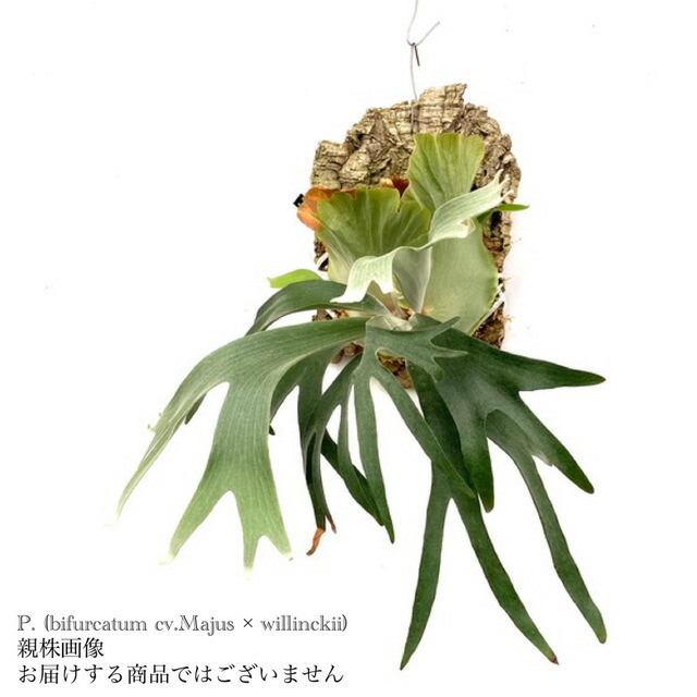 アルシコルネマダガスカル　[選抜]中株 楽天市場】(現品) ビカクシダ 交配種(アルシコルネ アフリカ