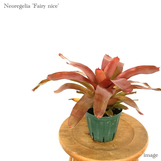 楽天市場】ネオレゲリア 'フェアリーナイス' 4寸 (観葉植物 おしゃれ