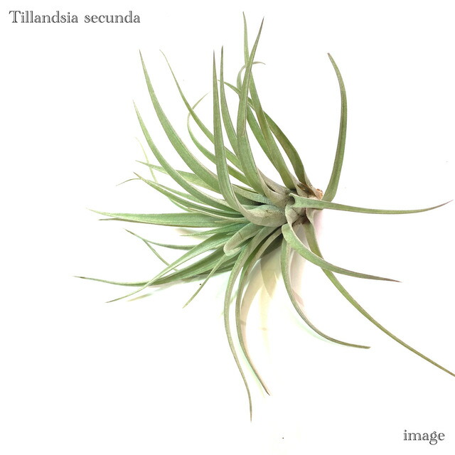 楽天市場】チランジア ドゥラティ SS size (エアープランツ