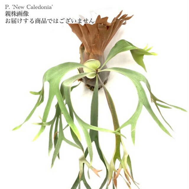 特大ビカクシダ サンバウェンセ 楽天市場】(現品) ビカクシダ サンバウェンセ (pup) (No.41001