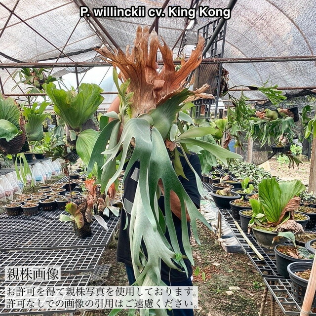 楽天市場】(現品) ビカクシダ 'カーディナルス' (TC苗) (No.41042