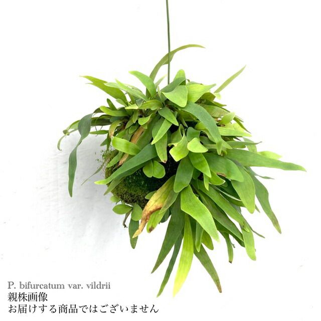 楽天市場】(現品) ビカクシダ サンバウェンセ (pup) (No.41001