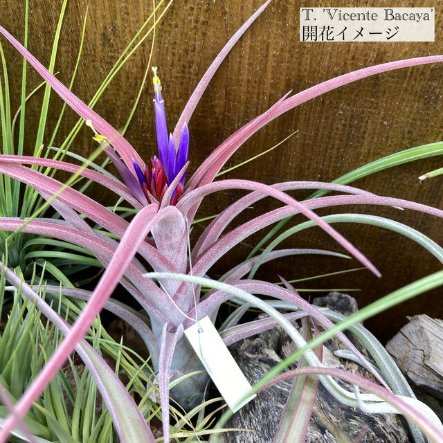 楽天市場】(現品) チランジア カピタータ 'シルバーローズ' (No.22305