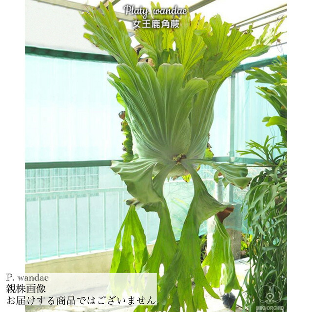 楽天市場】コウモリラン ワンダエ 'ドワーフ' メリクロン苗 3寸