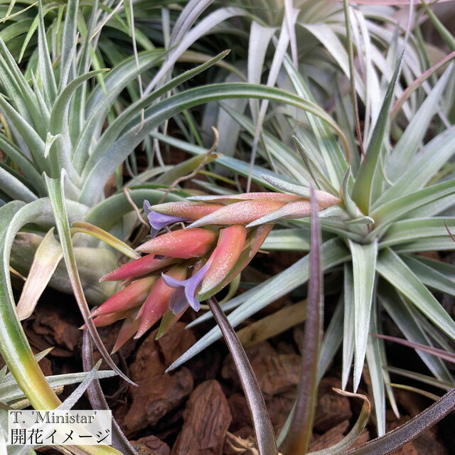 楽天市場】(現品) チランジア ストリクタ ピニフォルミス (No