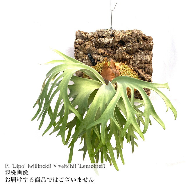 楽天市場】(現品) ビカクシダ 'ホワイトホーク' (No.41103