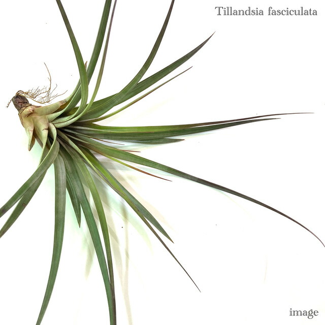 楽天市場】(現品) チランジア ブルボーサ アルバ (No.21769