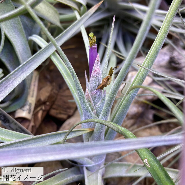 楽天市場】(現品) チランジア ヒルダエ (No.22147) (エアープランツ