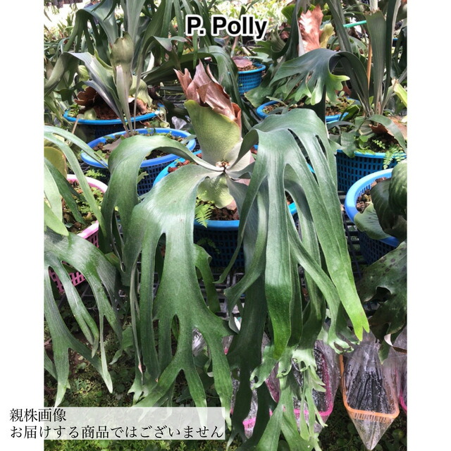 楽天市場】(現品) ビカクシダ 'サマーブリーズ' (pup) (No.41144