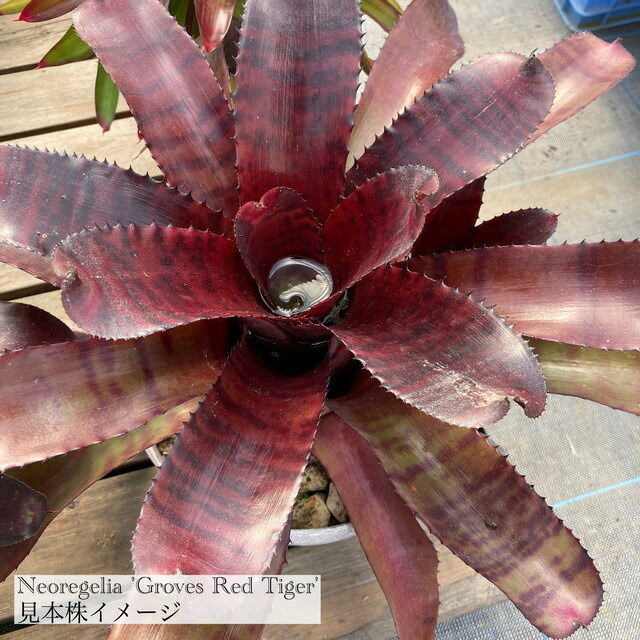 楽天市場】(現品) エクメア ムルフォーディ 'マルバ' (No.62178) (観葉