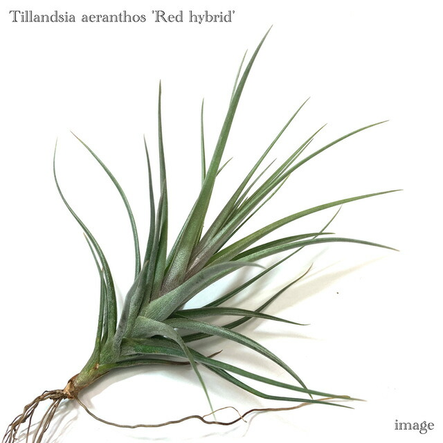 楽天市場】(現品) チランジア カプトメデューサ 'ジャイアント' (No
