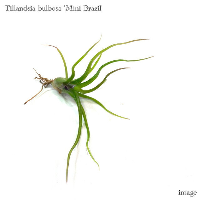 楽天市場】(現品) チランジア ブルボーサ アルバ (No.21769) (エアー