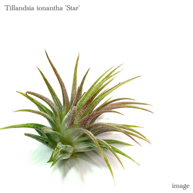 楽天市場】(現品) チランジア イオナンタ 'アプレタード' (RFI) (No