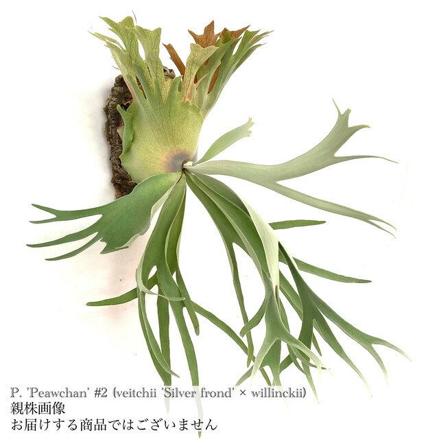 その他 P. bifurcatum cv.Majus 22/10/26 P. bifurcatum cv.Majus 22/10/26