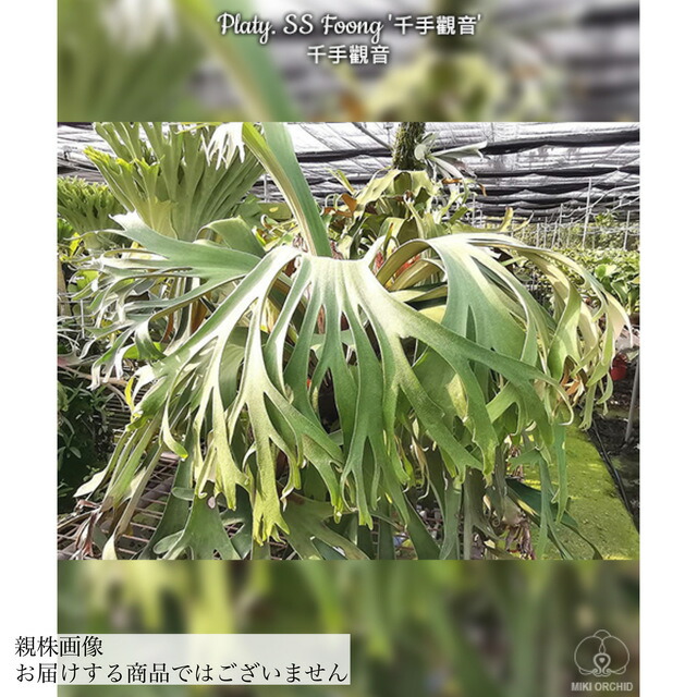 ビカクシダ3種 ビーチーアーバンリバー セルソタツタ ウィ