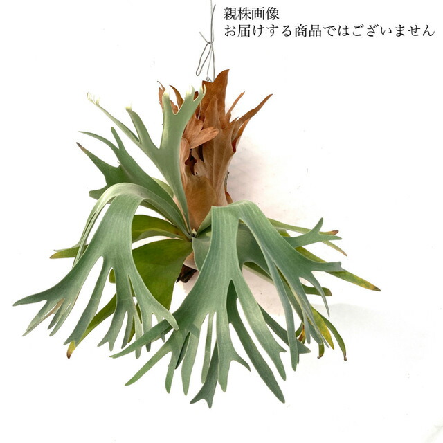 ビカクシダ　ペガサス P.Pegasusというかっこよすぎビカクシダ。