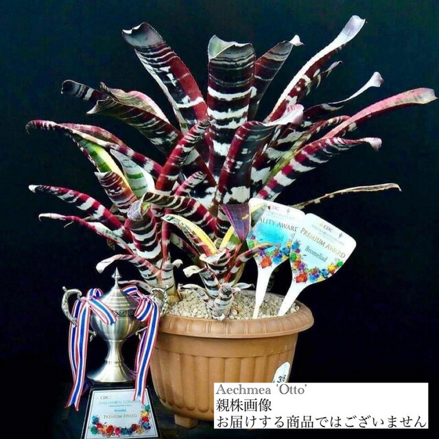 ブロメリア・エアープランツ Aechmea Candy Cane Hybrid ブロメリア・エアープランツ Aechmea Candy Cane Hybrid