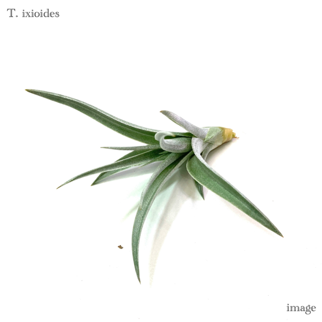 モ*オ様 レア⭐︎ チランジア　ブルボーサ　アルバ　エアプランツ 現品) チランジア ブルボーサ アルバ (No.21769) (エアープランツ