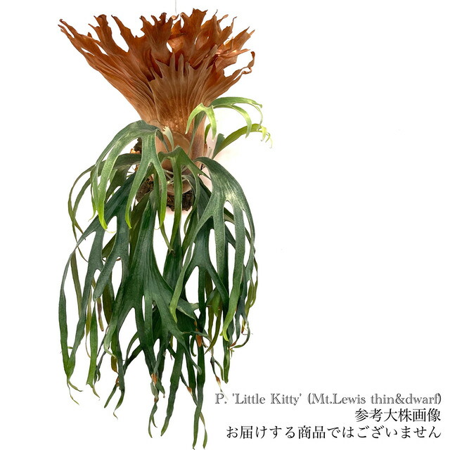楽天市場】(現品) ビカクシダ ビーチー 'アッキ' (pup) (No