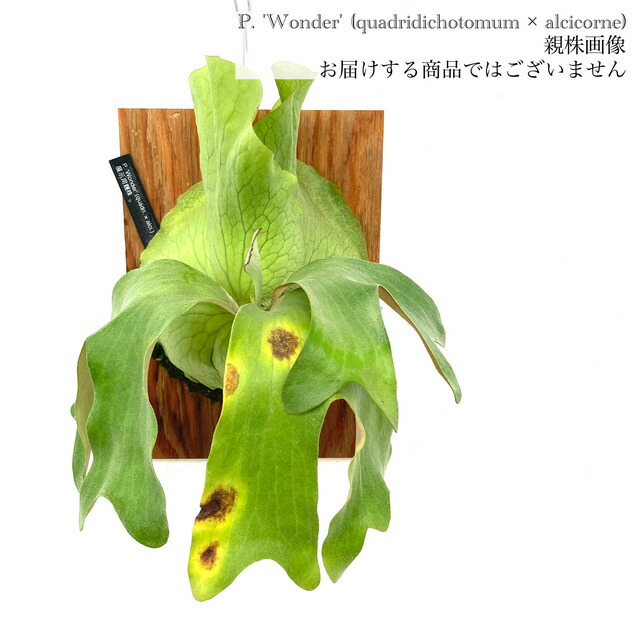 楽天市場】(現品) ビカクシダ (アンディナム × クアドリディコ