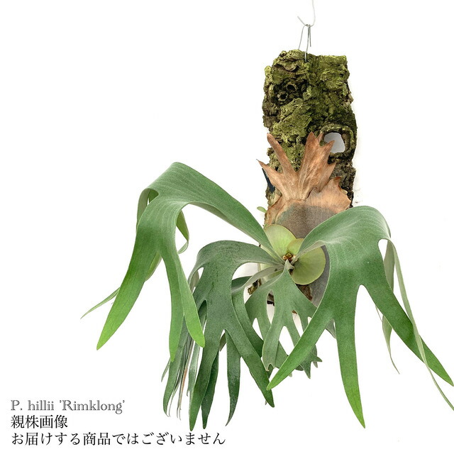 楽天市場】(現品) ビカクシダ 'フルムーン' (pup) (No.40839