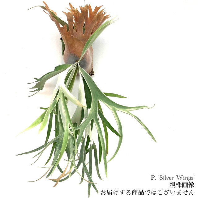 楽天市場】(現品) ビカクシダ ウィリンキー 'ジェイドガール 楽天市場】(現品) ビカクシダ ウィリンキー 'ジェイドガール