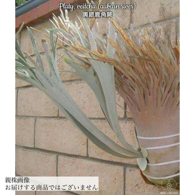 楽天市場】(現品) ビカクシダ 'SS Foong' (TC) (No.40688