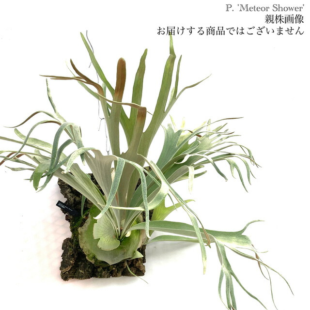 楽天市場】(現品) ビカクシダ 'エルサ' (No.40968) (コウモリ