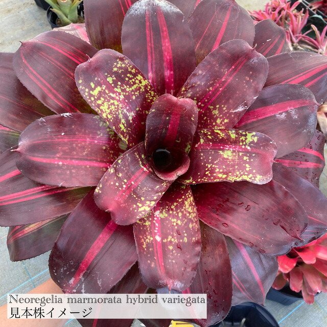 楽天市場】(現品) ネオレゲリア 'カルカロドン タイガー ハイブリッド