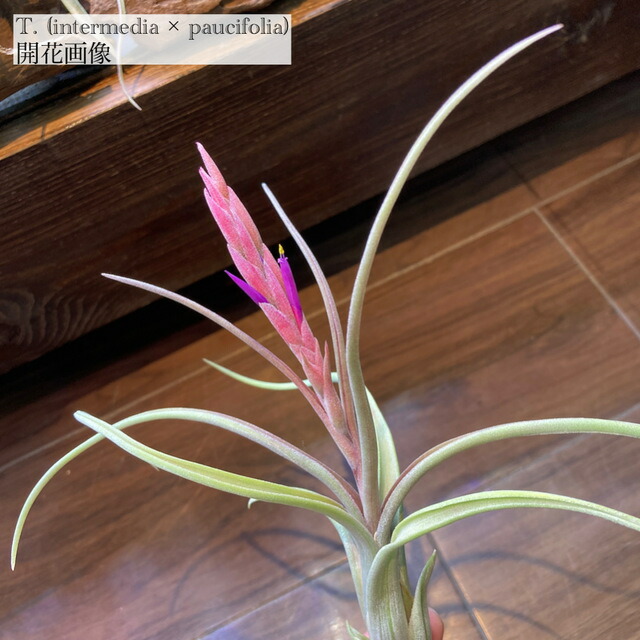 楽天市場】(現品) チランジア 交配種(チアペンシス × ミトラエンシス