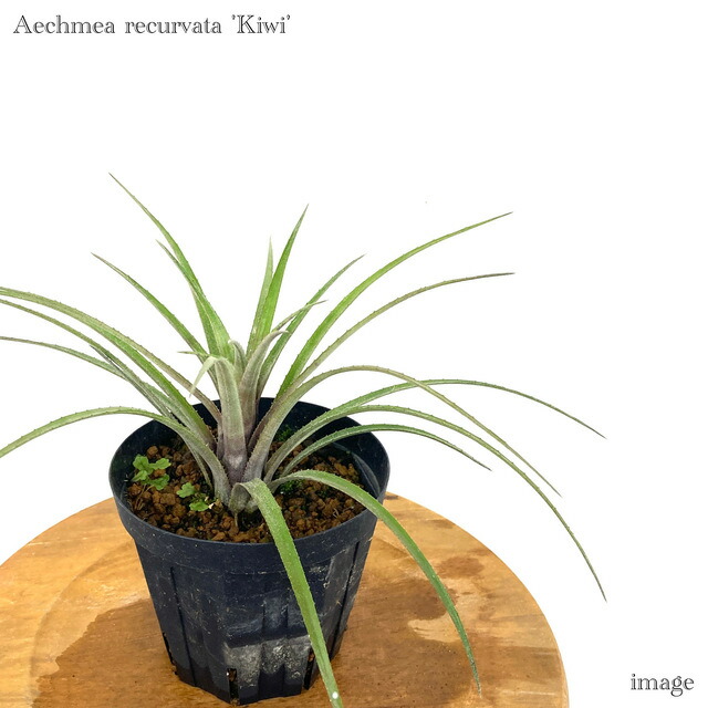 楽天市場】エクメア レクルバータ 4寸 (観葉植物 おしゃれ 壁掛け