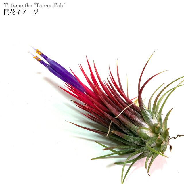 ブロメリア・エアープランツ Tillandsia Icy Elf Tillandsia 