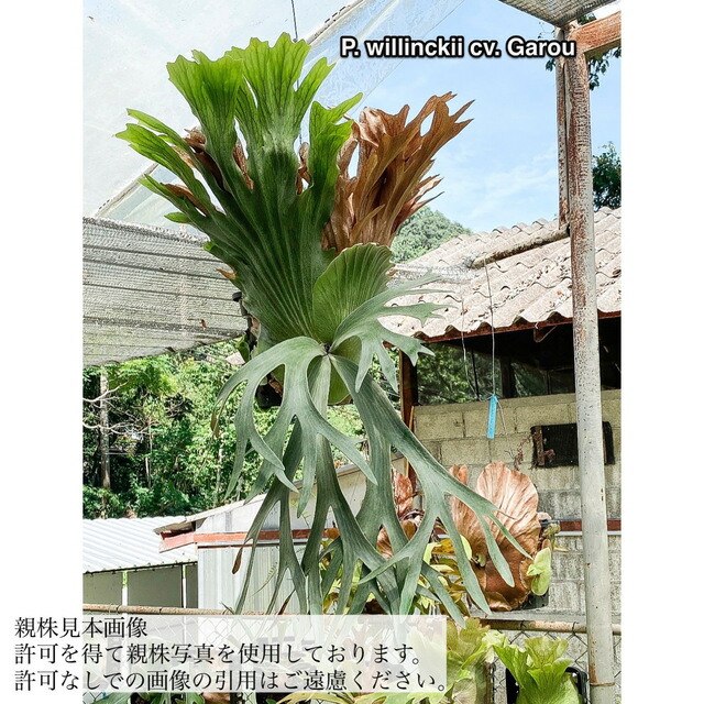 楽天市場】(現品) ビカクシダ ウィリンキー 'ジェイドガール