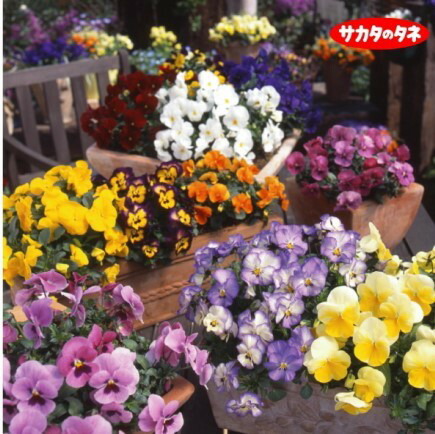 楽天市場 花のタネ パンジー よく咲くスミレ 中小輪系 ミックス 約50粒 はなこ Botanicalgarden