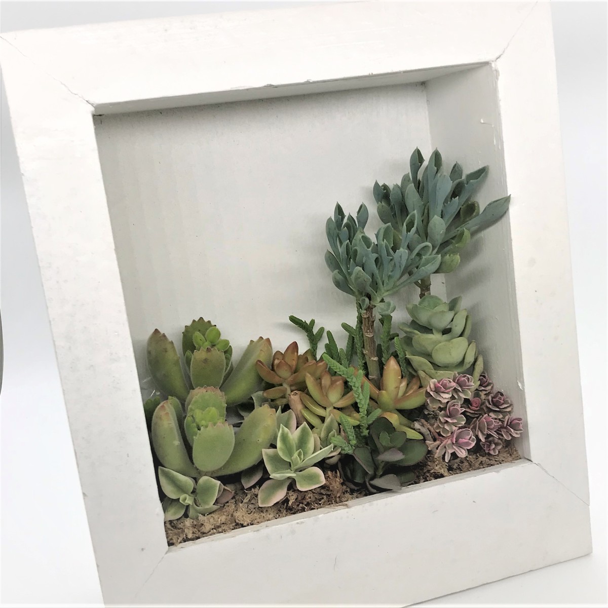 楽天市場 多肉植物 寄せ植え タブロー アートフレーム 壁掛け 一点もの 贈答品 プレゼント フラワーギフト はなこ Botanicalgarden
