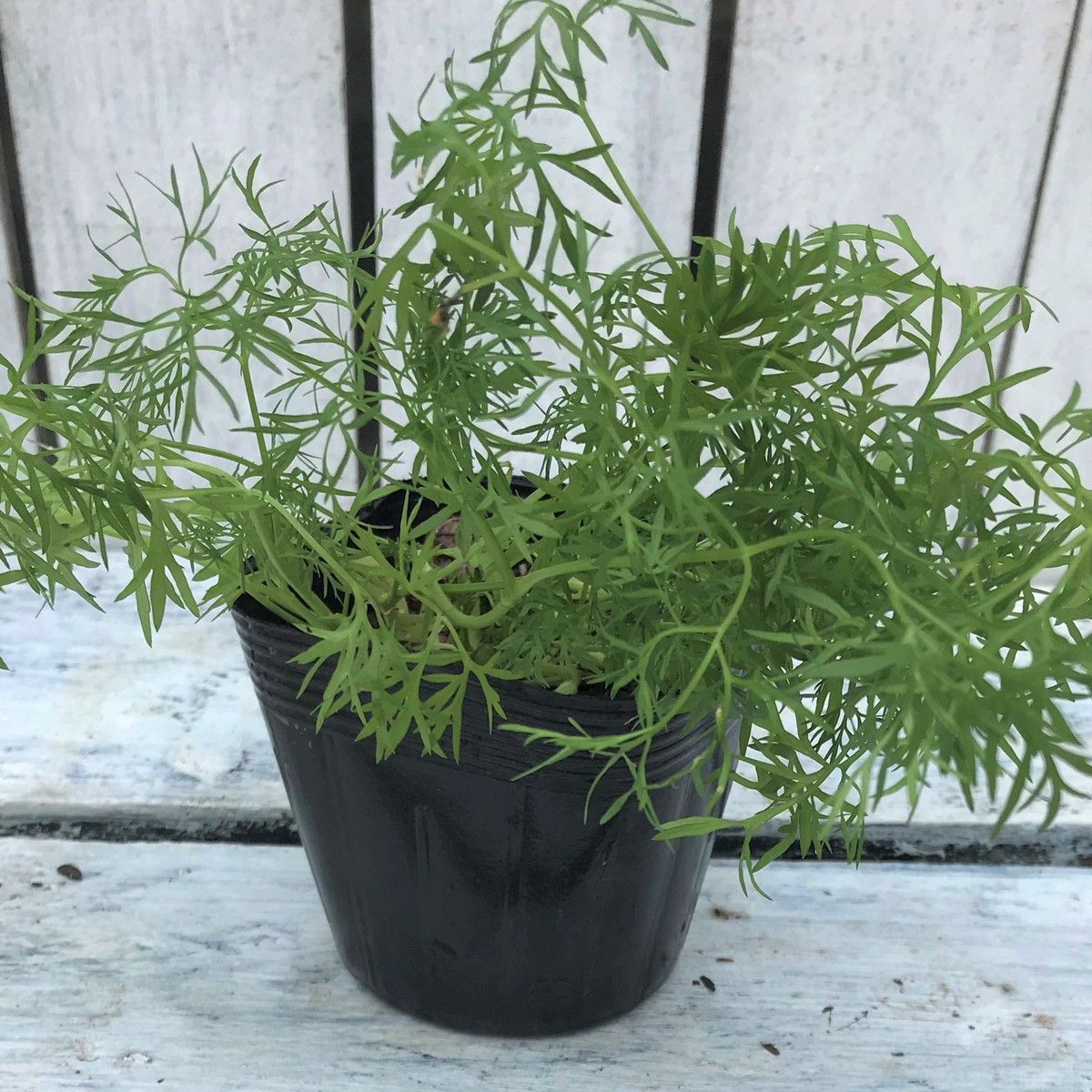 楽天市場 ハーブ苗 ハーブ 9種類 野菜セット 自家栽培 家庭菜園 お料理 イタリアン バジル スイスチャード パクチー メキシカンスィートハーブ ローズマリー パセリ はなこ Botanicalgarden