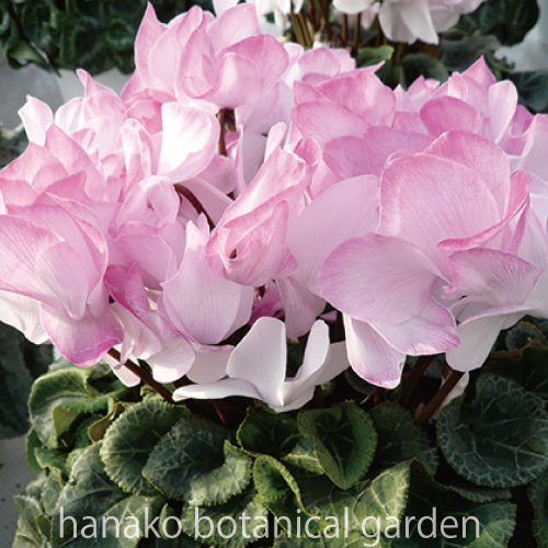 楽天市場 花のタネ 種 シクラメン 大輪覆色ミックス 0 2g 約 30粒 はなこ Botanicalgarden
