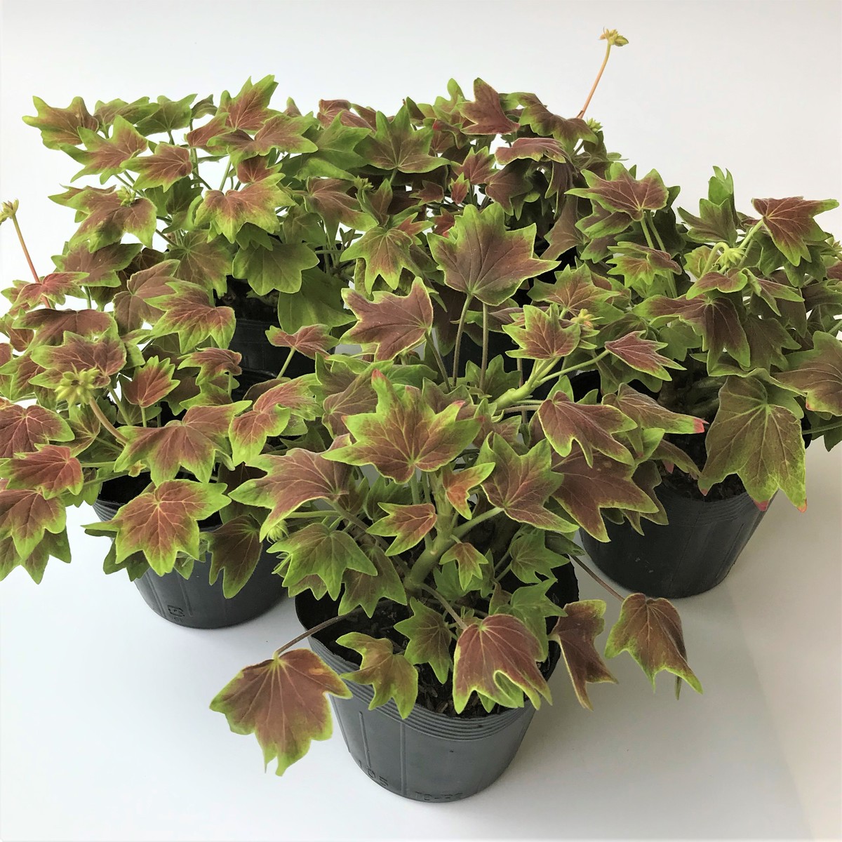 楽天市場 ゼラニウム 苗セット モミジバゼラニウム 紅葉ゼラニウム 5ポット カラーリーフゼラニウム バンクーバーセンテニアル 天竺葵 斑入り 葉 紅葉 室内 インドア はなこ Botanicalgarden