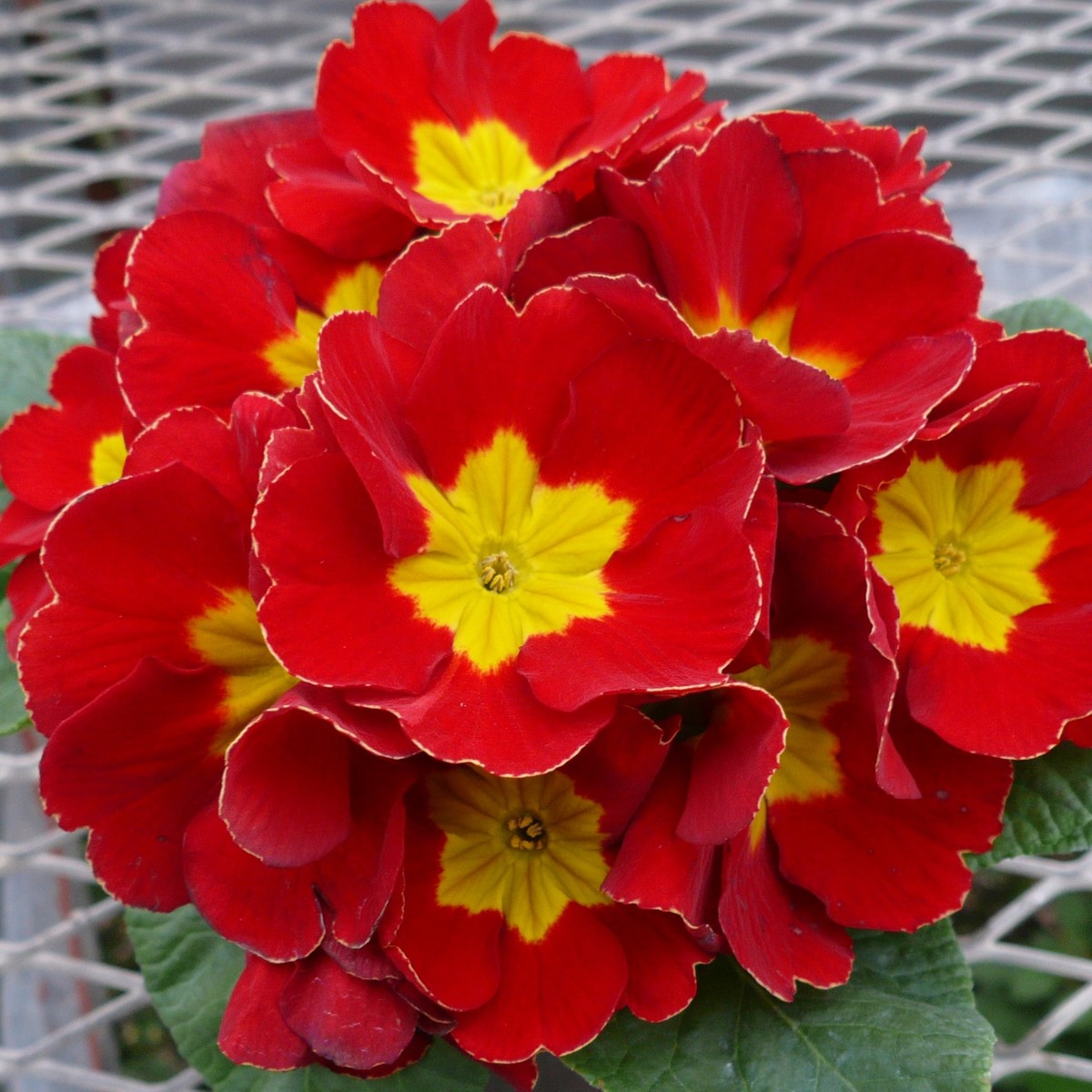 プラグ苗 プリムラ 肥後ポリアン ポリアンサ系