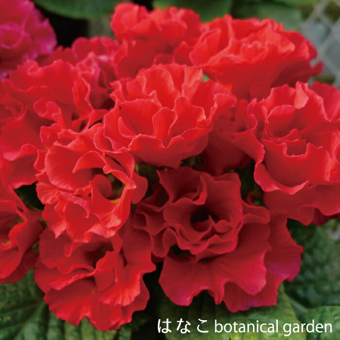 プラグ苗 プリムラ ミックス ジュリアン系 グランベル