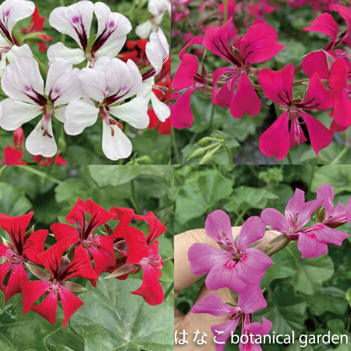 楽天市場 ゼラニウム 苗 アイビーゼラニウム リーチアウト ゾナル系 天竺葵 ガーデニング 花壇 3 5号ﾎﾟｯﾄ はなこ Botanicalgarden