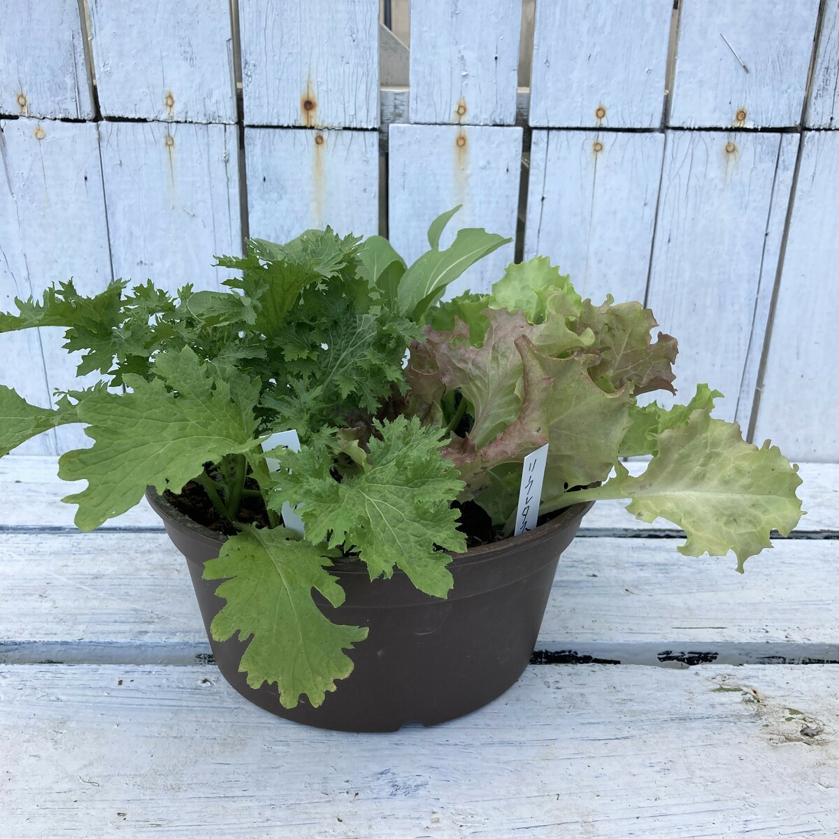 楽天市場 ハーブ イタリア野菜寄せ植え 小 オリジナルマイキッチン 自家栽培 寄贈品 当店オススメ はなこ Botanicalgarden