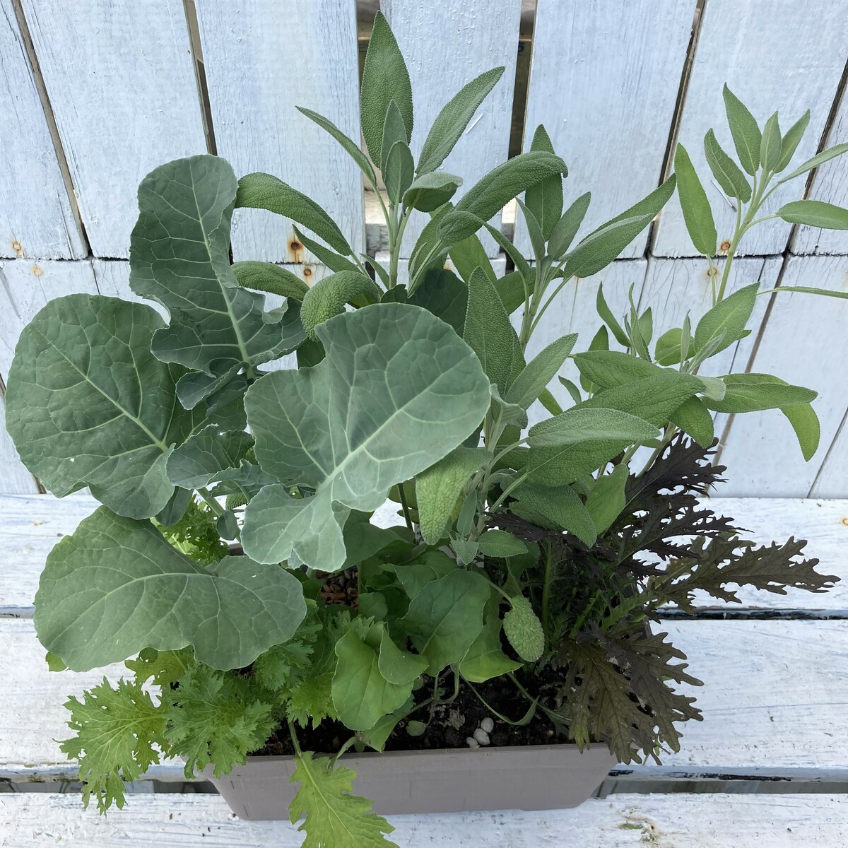 楽天市場 ハーブ イタリア野菜寄せ植え プランター オリジナルマイキッチン 送料無料 自家栽培 寄贈品 当店オススメ はなこ Botanicalgarden