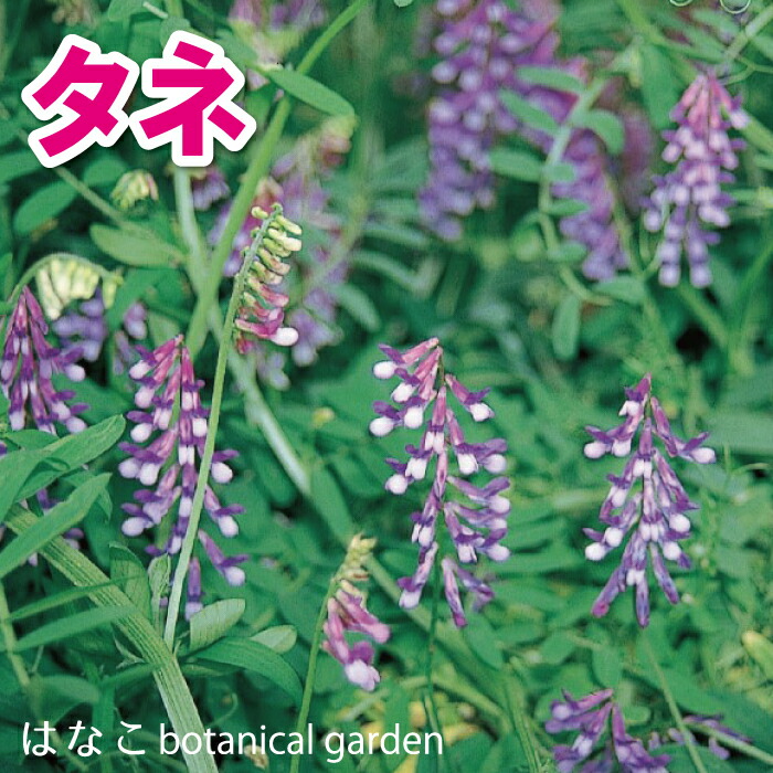 楽天市場】【花のタネ・種】ヘアリーベッチ 玉咲草藤(タマザキ