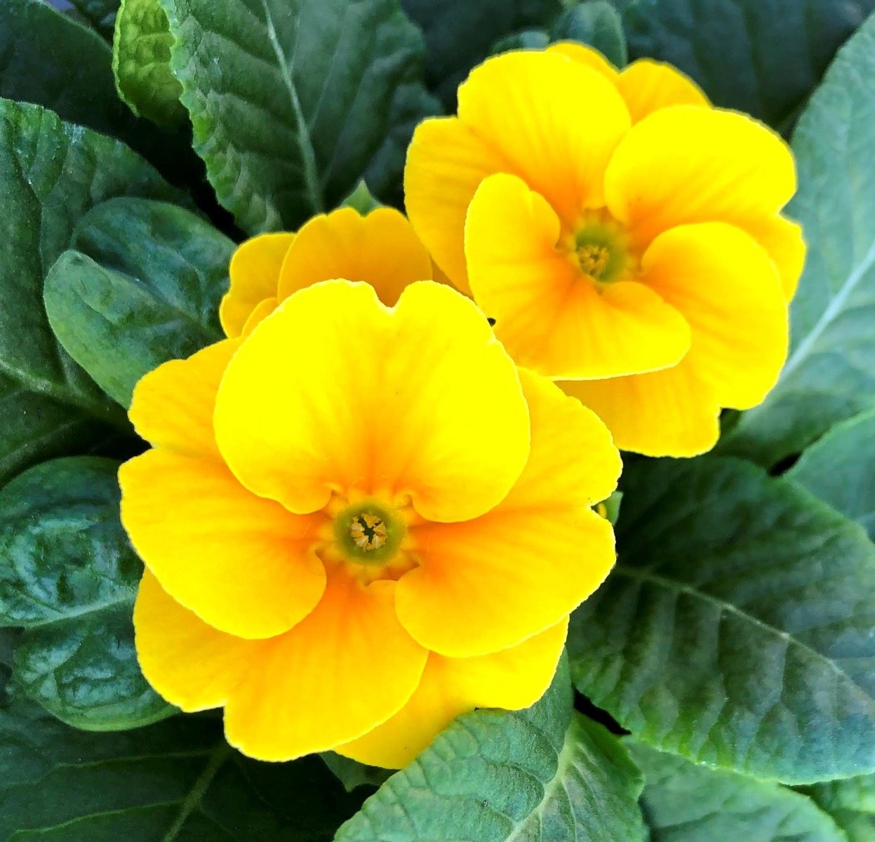 プラグ苗 セル苗 プリムラ ジュリアン クイックミックス