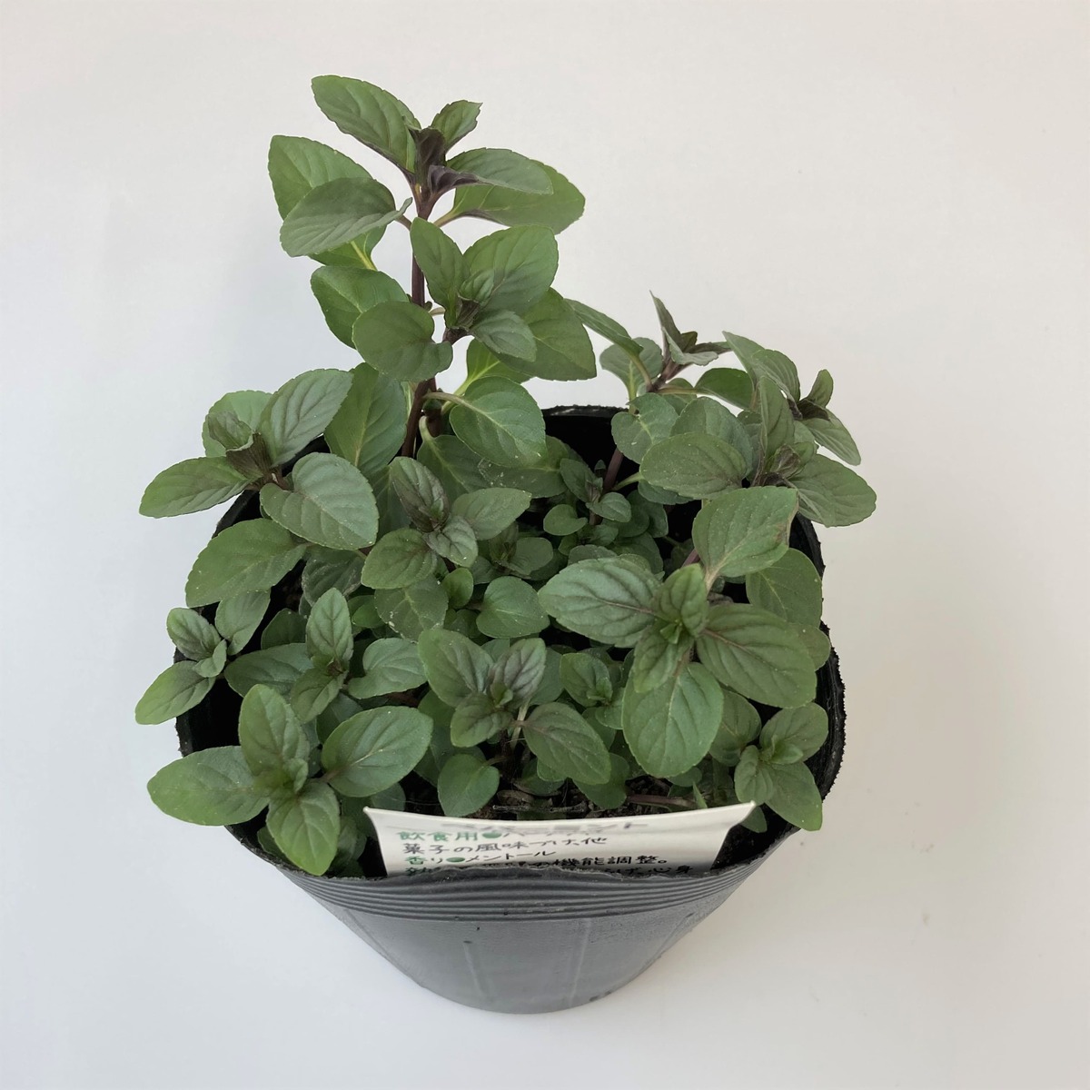 市場 ハーブイタリア野菜 家庭菜園 ペパーミント