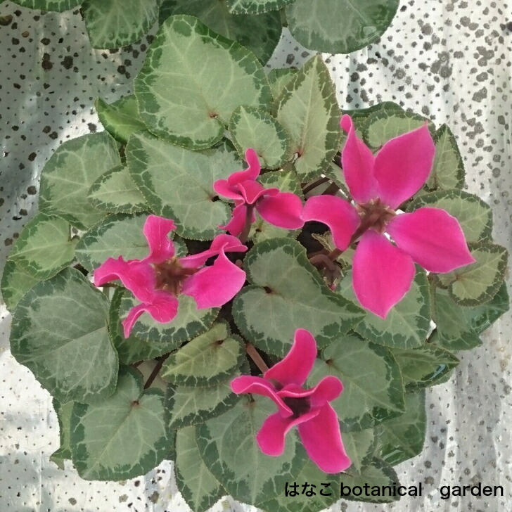 ガーデンシクラメン デュオバレンタインリーフミックス 5ポットセット こだわり品種 ミニシクラメン 3寸