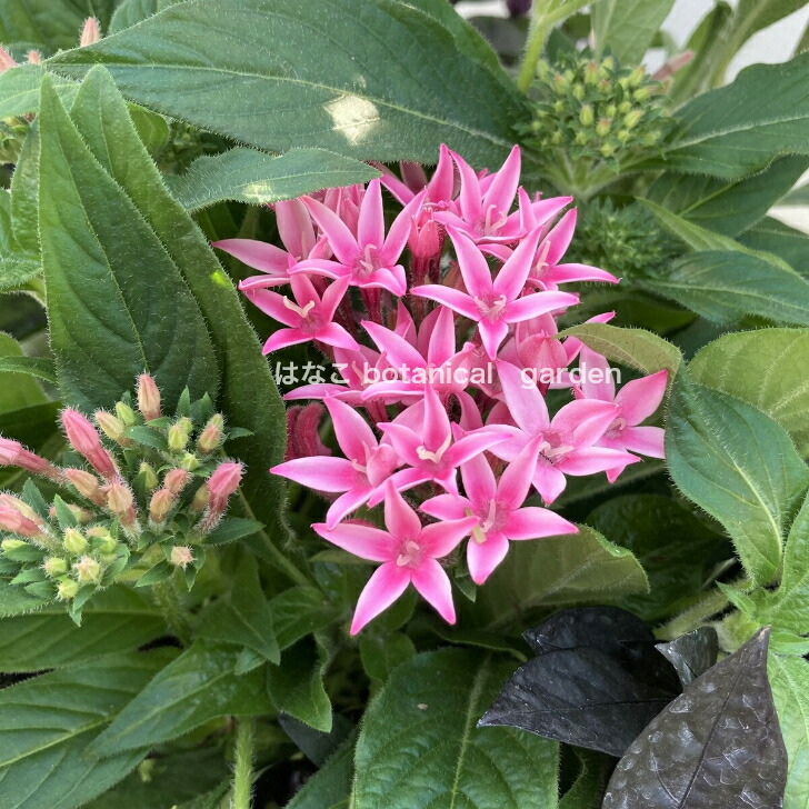 市場 22年7月の寄せ植え 送料無料 プレゼント の寄せ植え カプシカム 玄関 観賞用とうがらし