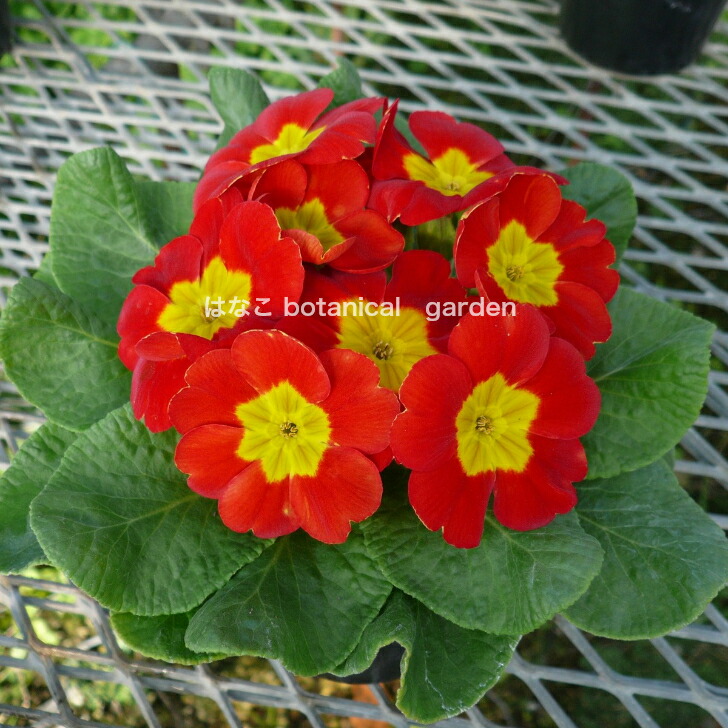 プラグ苗 セル苗 プリムラ スタンダード ポリアンサ系